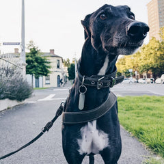 Hand-Embossed Stainless Steel Dog Tag